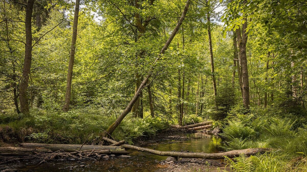 Die Prießnitz fließt durch grünen Laubwald in der Dresdner Heide