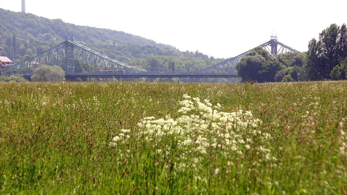 Blaues Wunder über der Elbe mit Elbwiese und dem Loschwitzer Elbhang im Hintergrund