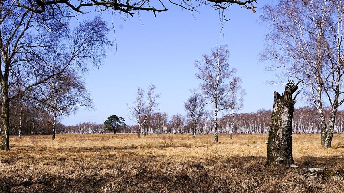 Moorlandschaft mit Birken im Naturschutzgebiet Duvenstedter Brook unter blauem Himmel