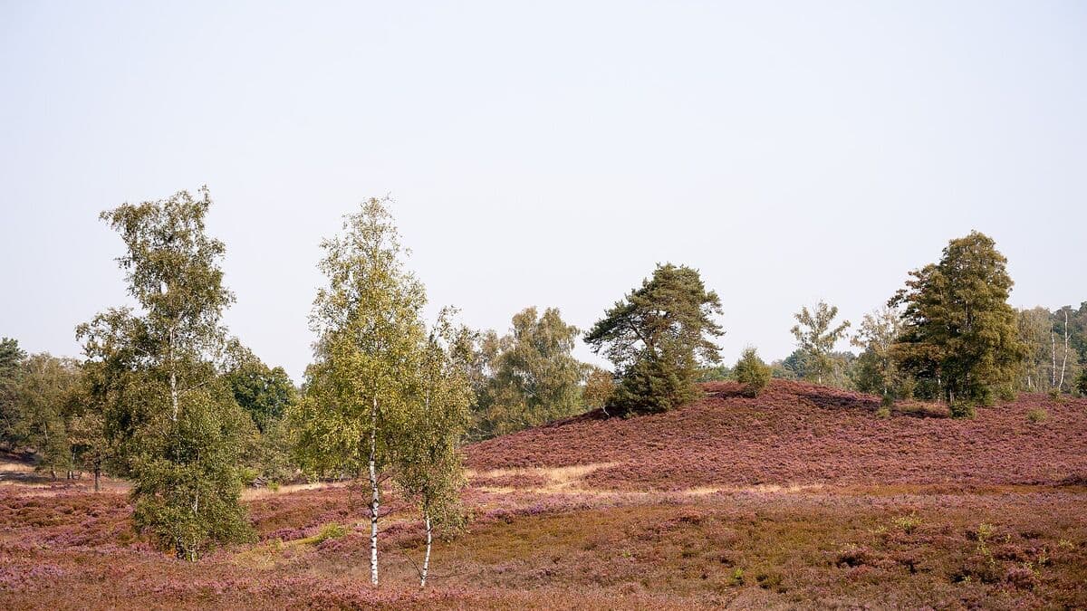 Blühende Heide und Birken im Naturschutzgebiet Fischbeker Heide