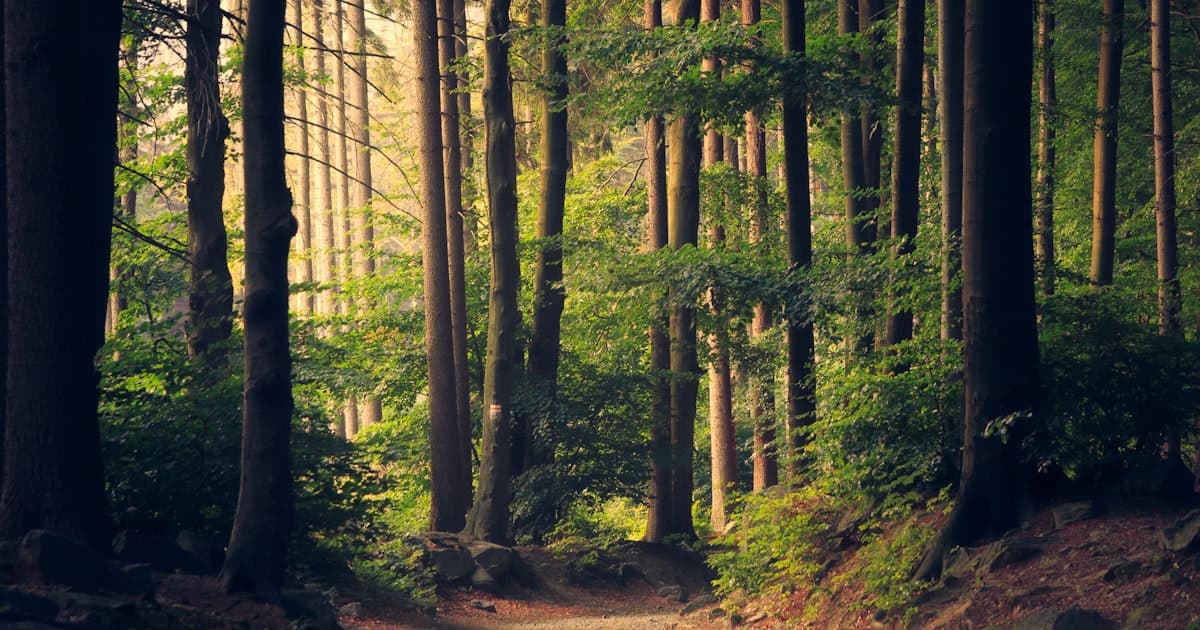 How Many Miles Is 25,000 Steps? ~11.8 mi / 19 km
