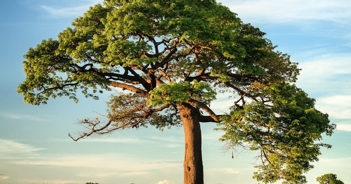 How Many Miles Is 8,000 Steps? Distance by Height & Gender