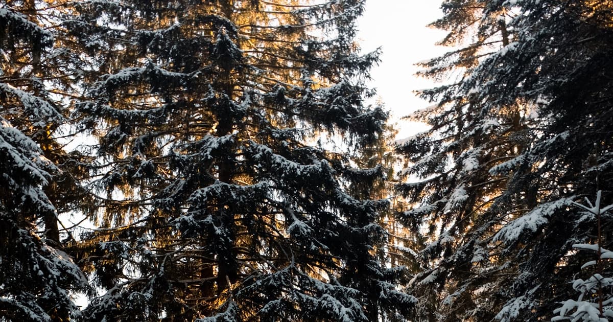 How Many Steps in 10 km? ~12,500-14,000 Steps (Plus Calculator)