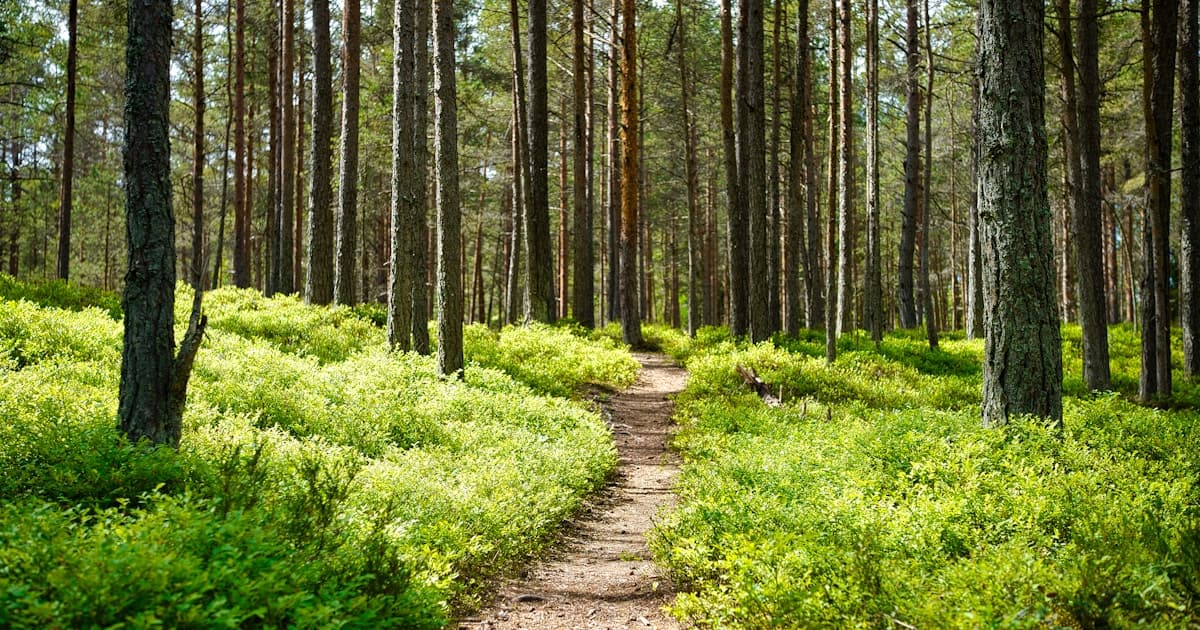 How Many Steps Is 2 Hours of Walking? (Plus 3 and 4 Hours)