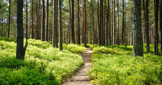 How Many Steps Is 2 Hours of Walking? (Plus 3 and 4 Hours)