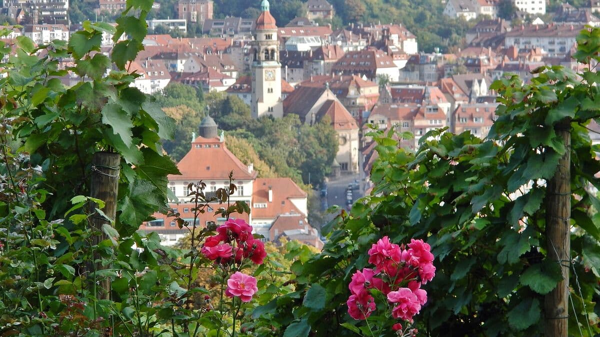 Blick von der Karlshöhe über Rosen und Weinreben auf die Dächer von Stuttgart-Süd