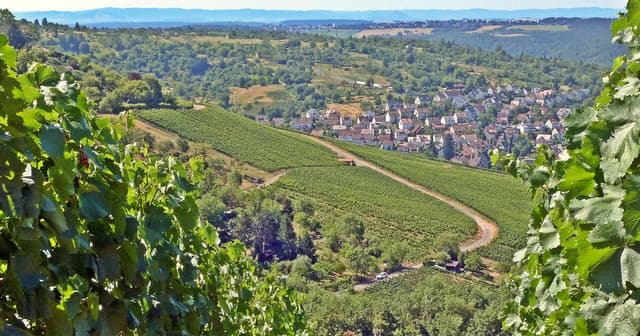 Wandern in Stuttgart: 6 Routen mit Schrittzahl & Karte